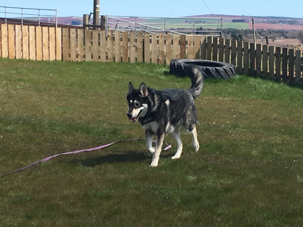 Chitto enjoying some play time in the exercise area