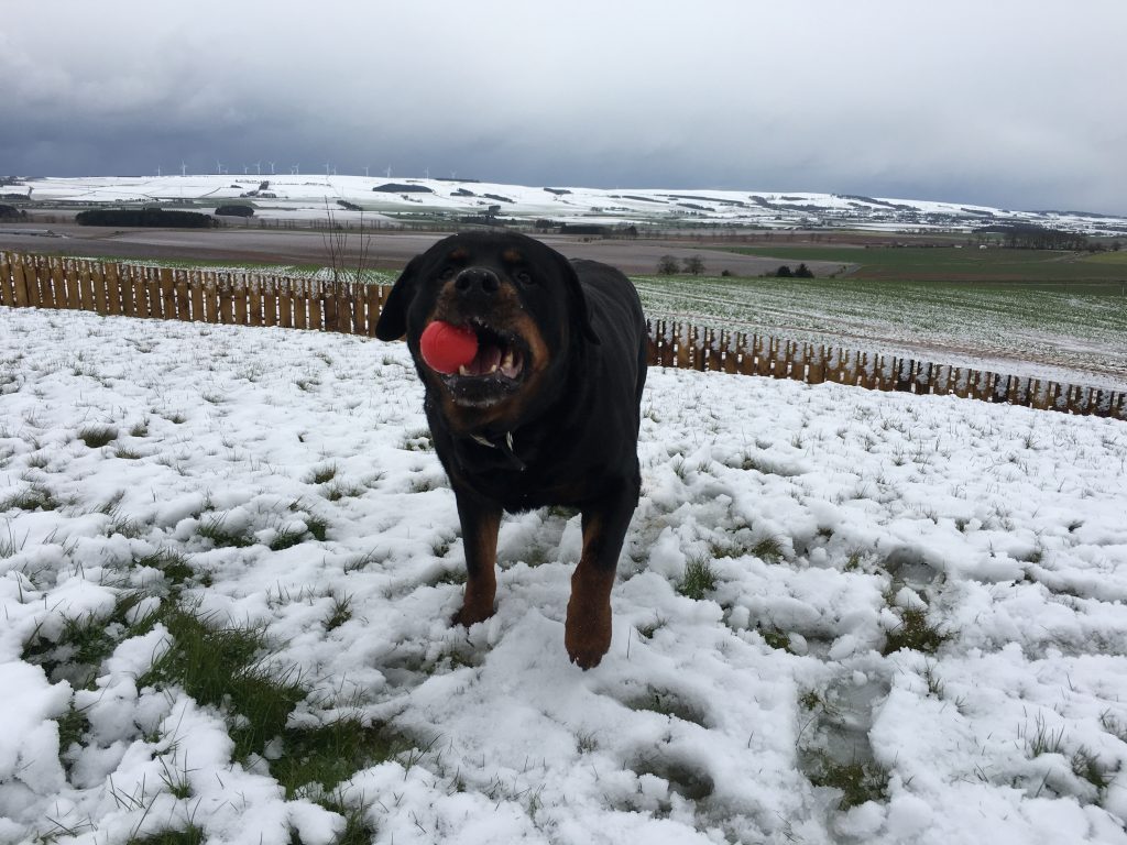 Stewie enjoying some ball time in the snow